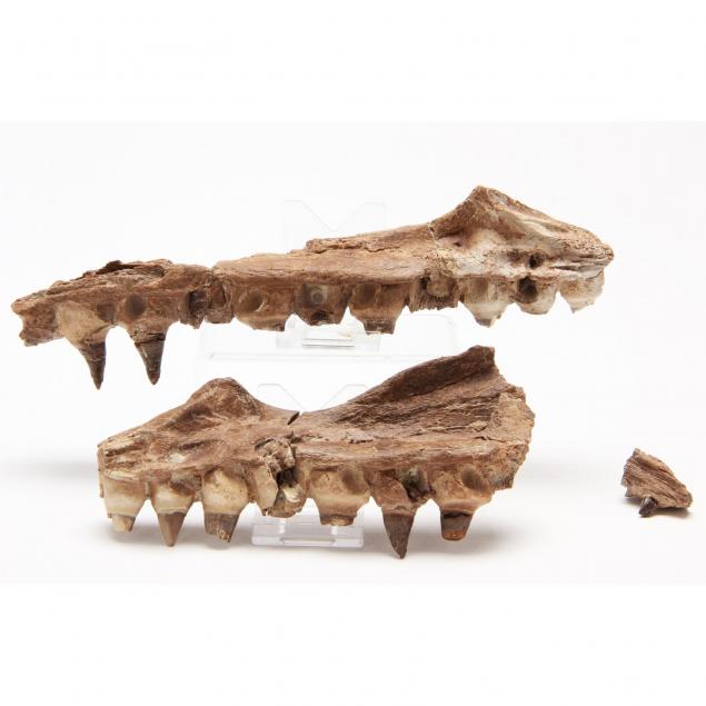 two-mosasaur-jaw-sections