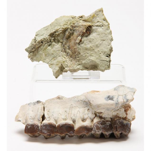 two-mammalian-fossil-jaw-sections