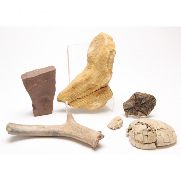 five-miscellaneous-fossils