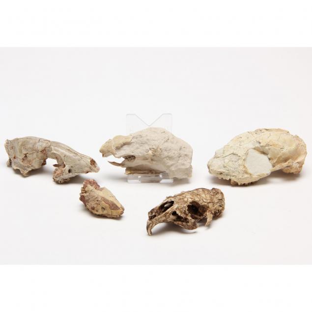 five-small-mammalian-fossil-upper-skulls