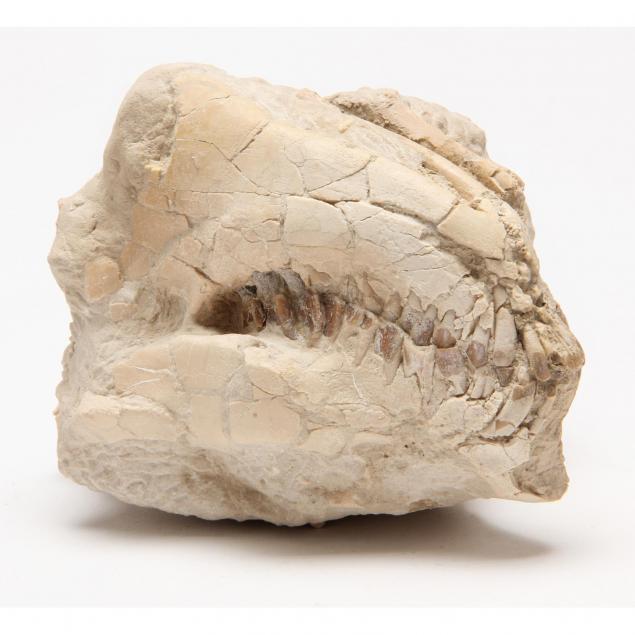 fossilized-mammal-skull-in-matrix