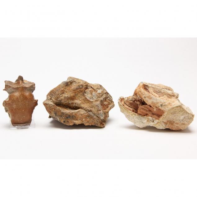 three-unidentified-fossil-skulls