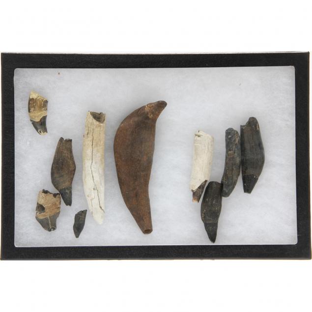 ten-fossilized-sperm-whale-teeth