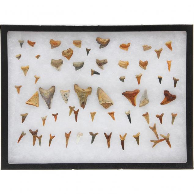 large-assortment-of-fossil-shark-teeth