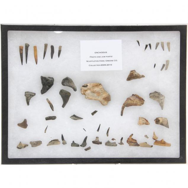 collection-of-fossil-enchodus-teeth-and-jaw-fragments