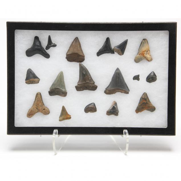 frame-of-fossil-shark-teeth