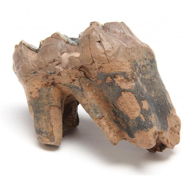 american-mastodon-juvenile-molar