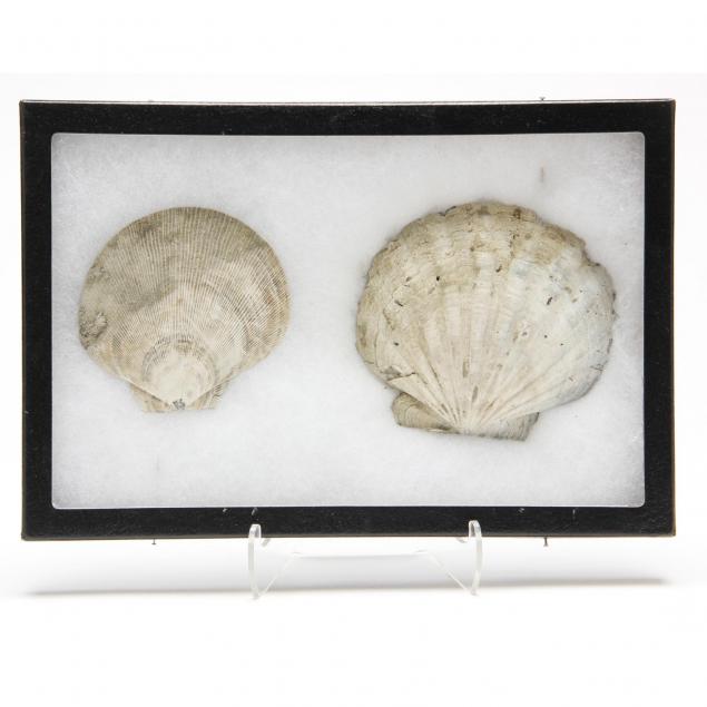 two-large-clam-shell-fossils-from-texas