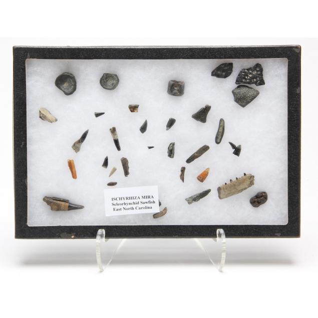 collection-of-sawfish-fossil-bone-fragments-and-teeth