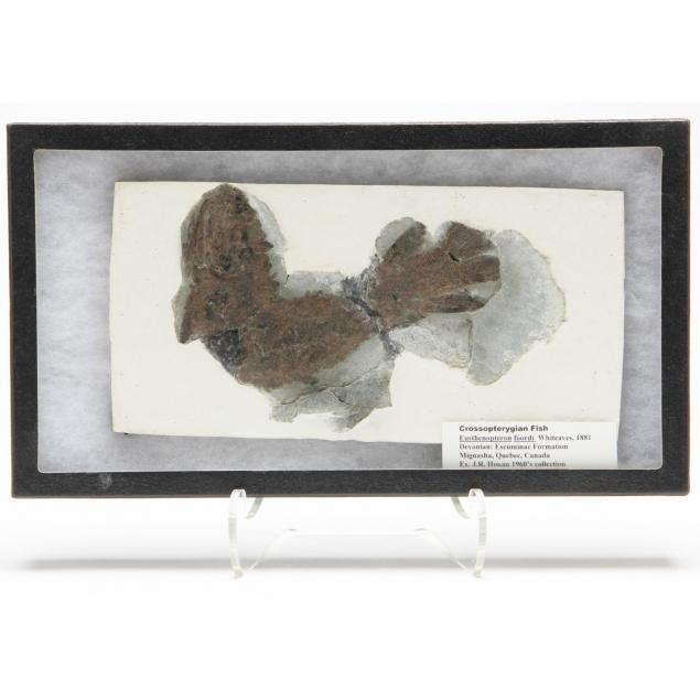 i-eusthenopteron-foordi-i-crossopterygian-fish-fossil