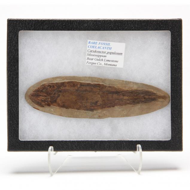 fossil-coelacanth-fish-i-caridosuctor-populosum-i