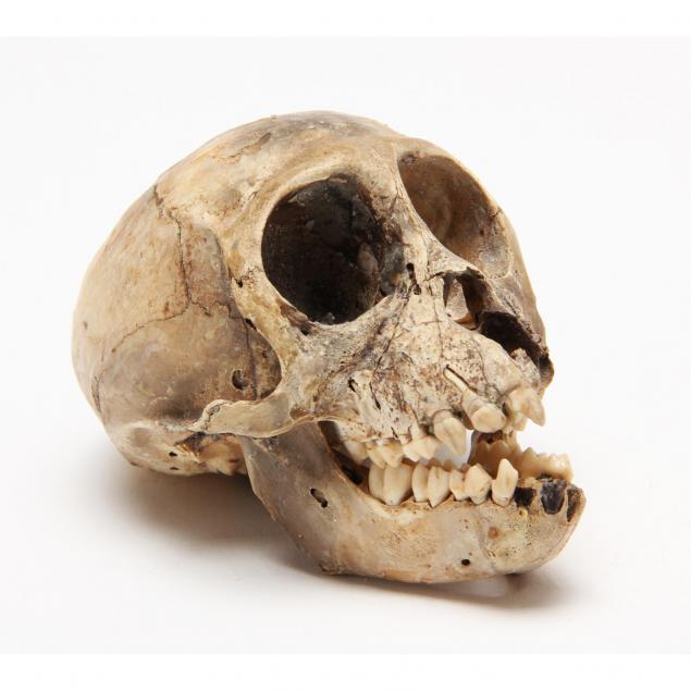 pleistocene-macaca-skull