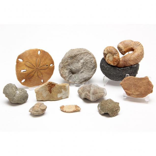 diverse-marine-fossil-grouping