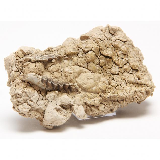 oligocene-poebrotherium-camel-lower-jaw