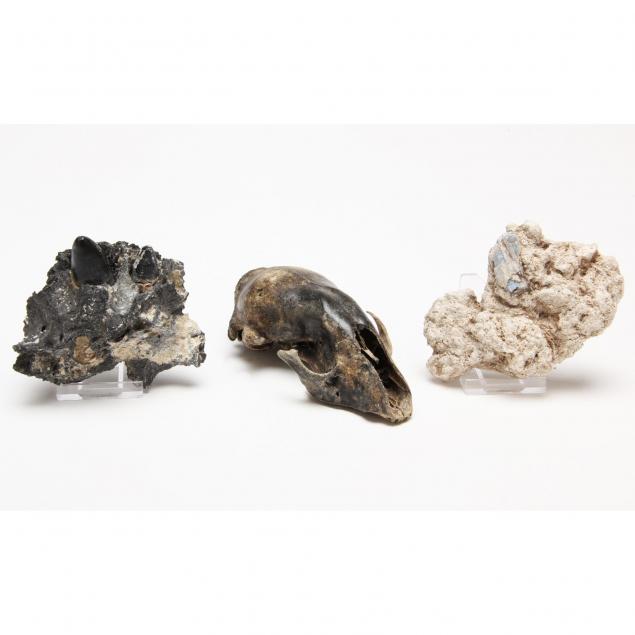 three-southern-u-s-fossils