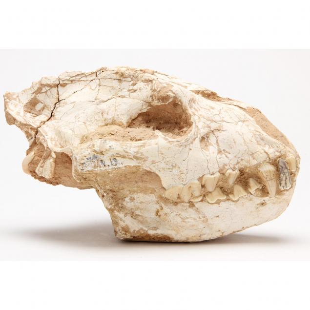 hyaenodon-skull