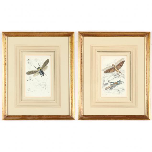 pair-of-handcolored-engravings-of-insects