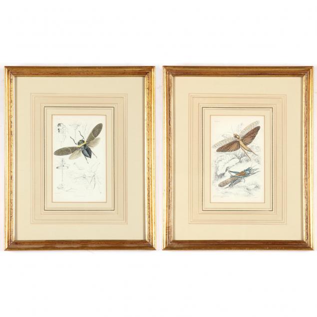 pair-of-handcolored-engravings-of-insects
