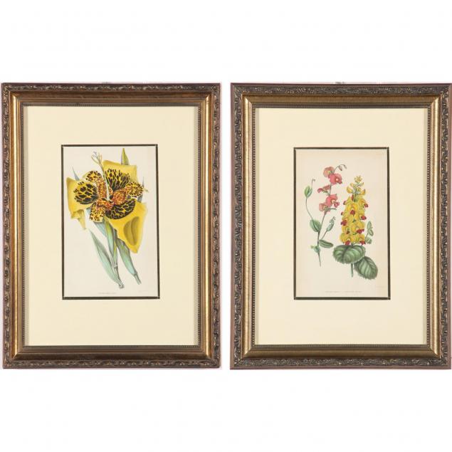 pair-of-handcolored-botanical-engravings-by-alfred-adlard
