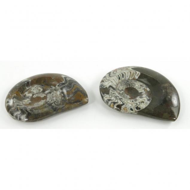 pair-of-ammonite-fossils