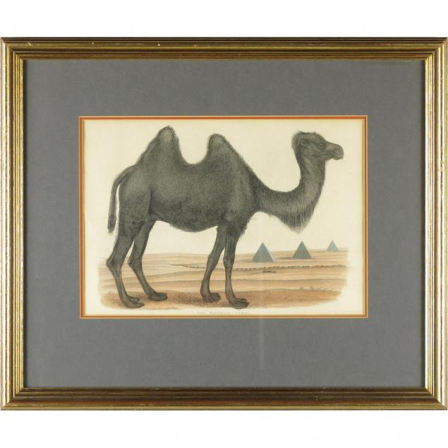 antique-handcolored-engraving-the-bactrian-camel