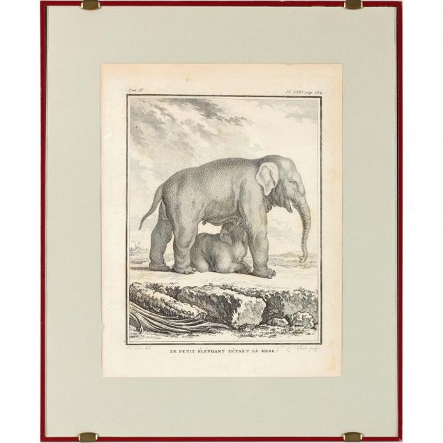 18th-century-french-engraving-of-an-elephant-her-calf