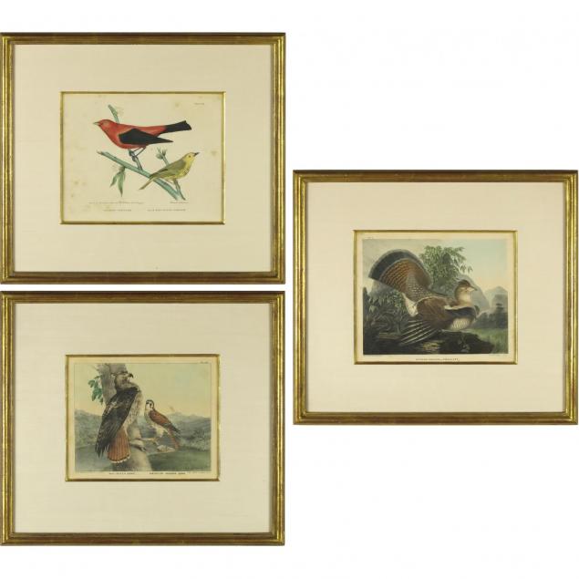 three-ornithological-prints
