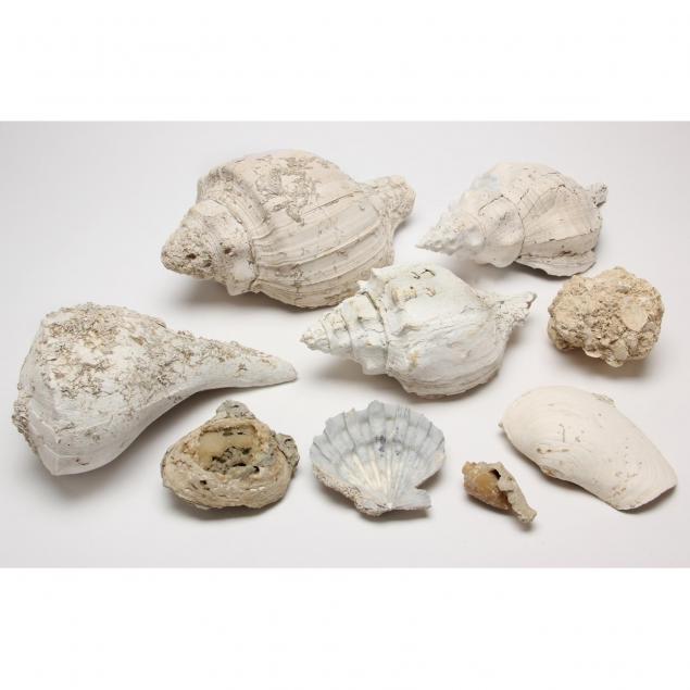 nine-9-maritime-fossil-shells-from-florida