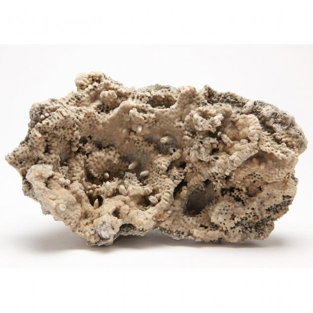 large-piece-of-agatized-coral