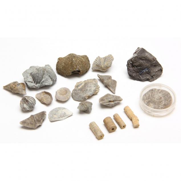 miscellaneous-small-fossils