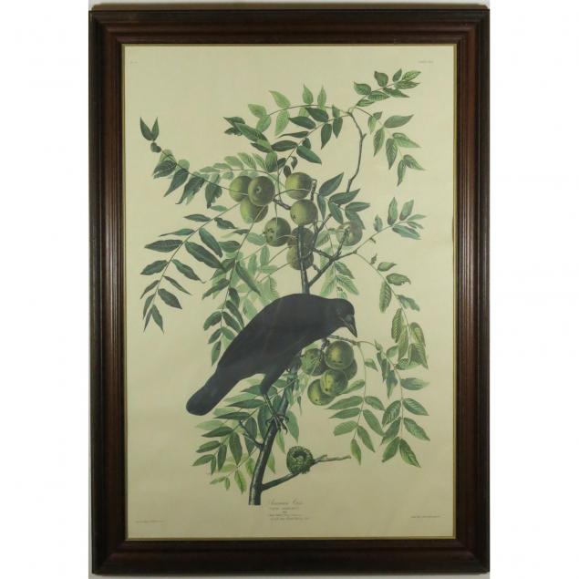 after-audubon-american-crow