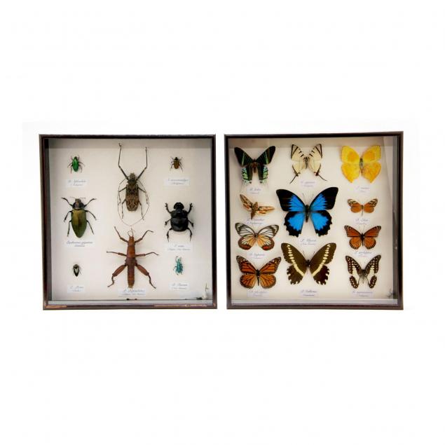 two-naturalist-shadow-box-collections