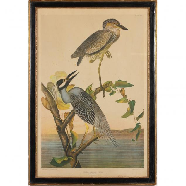 after-john-james-audubon-yellow-crowned-heron