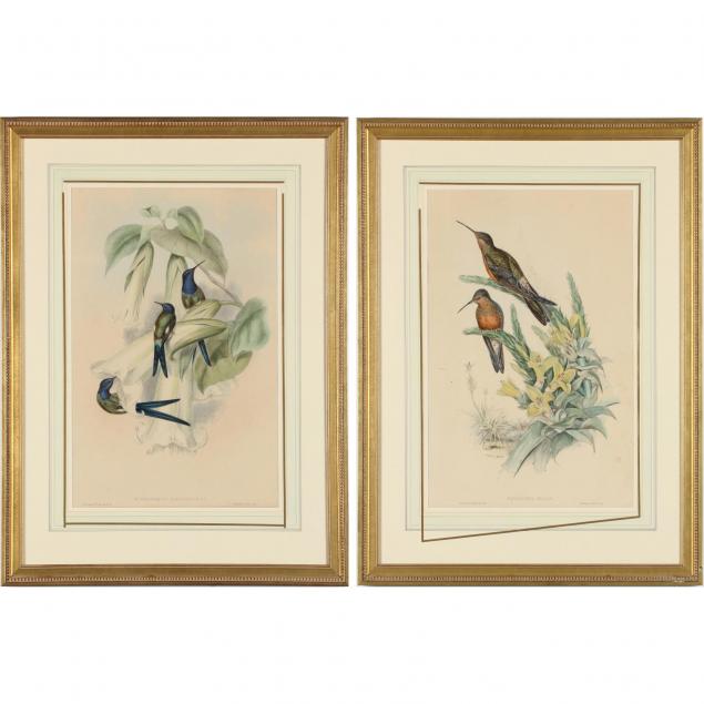 two-gould-and-richter-hummingbird-lithographs