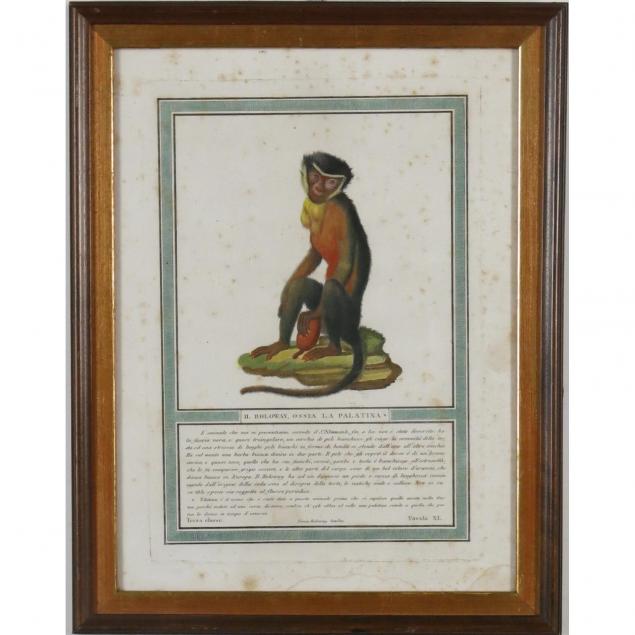 italian-handcolored-engraving-of-a-monkey