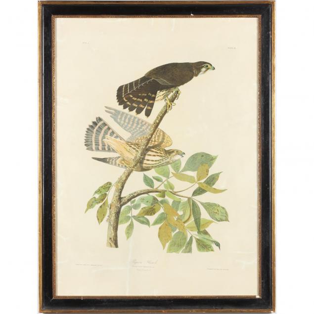 after-john-james-audubon-pigeon-hawk