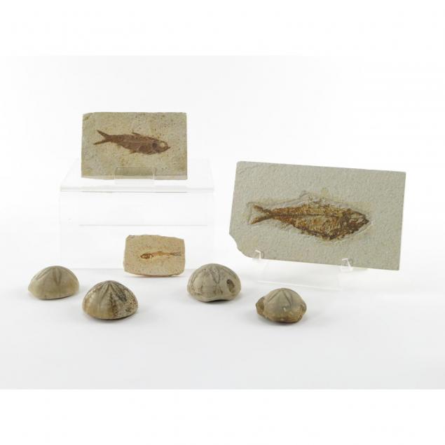 ocean-life-fossil-grouping