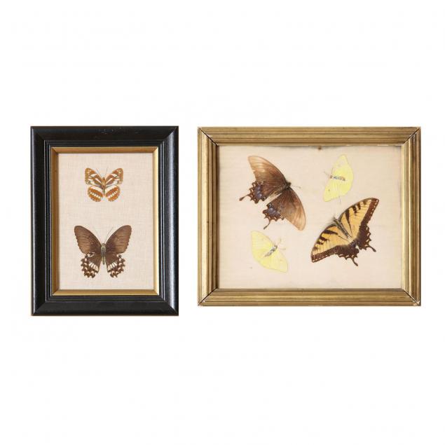 two-framed-groups-of-moths