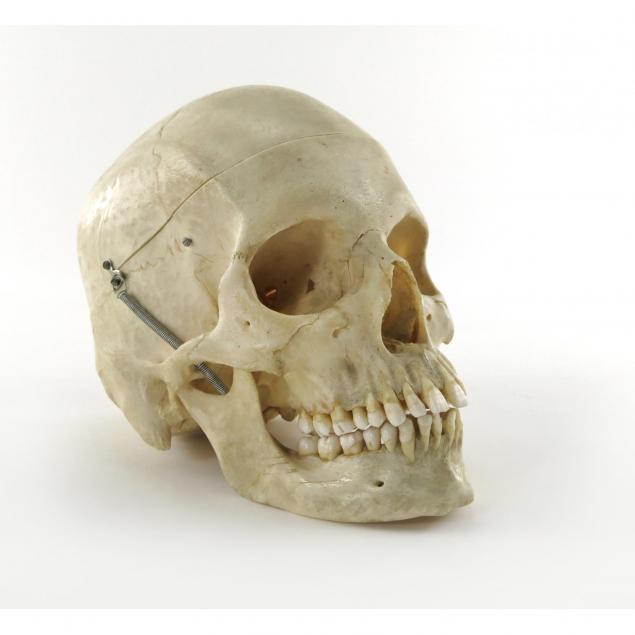 human-skull