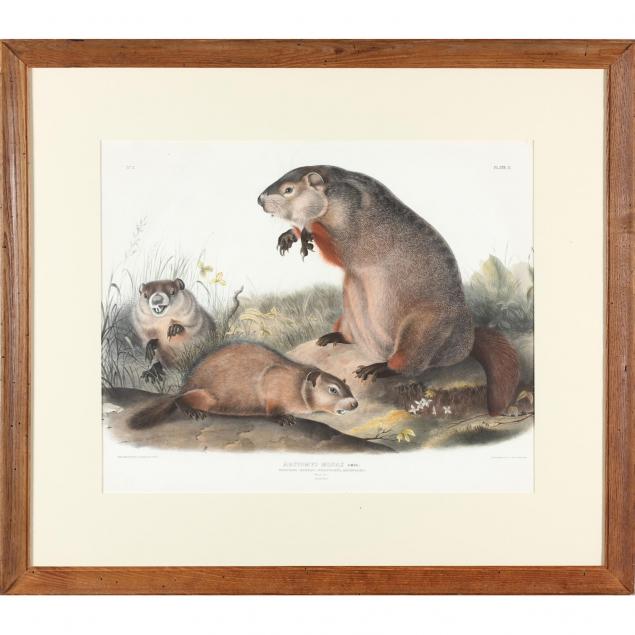 after-john-james-audubon-am-1785-1851-maryland-marmot-woodchuck-groundhog