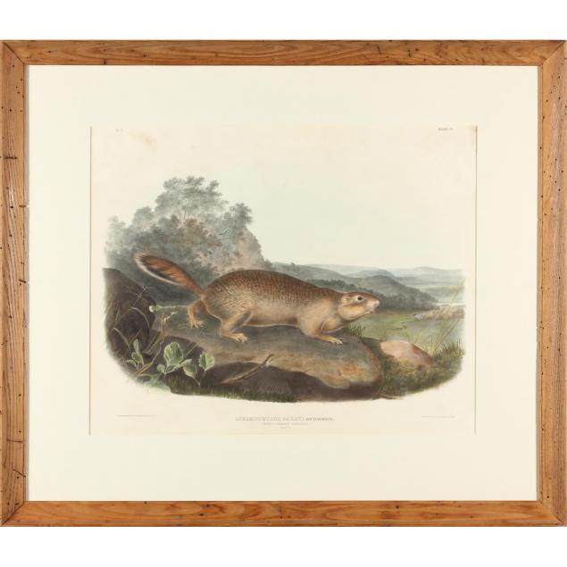 after-john-james-audubon-am-1785-1851-parry-s-marmot-squirrel