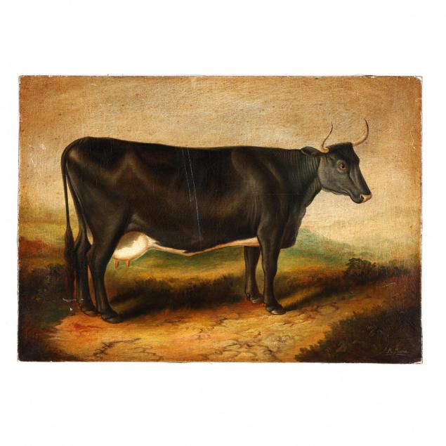 portrait-of-a-shorthorn-cow