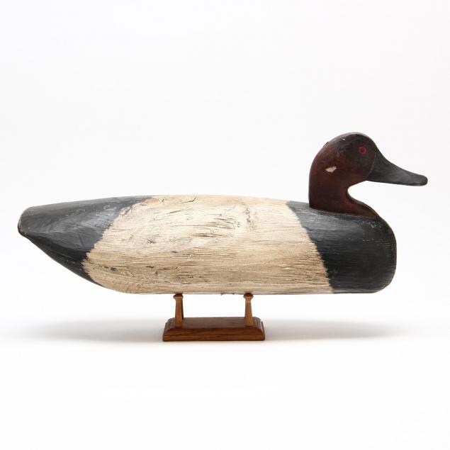 canvasback