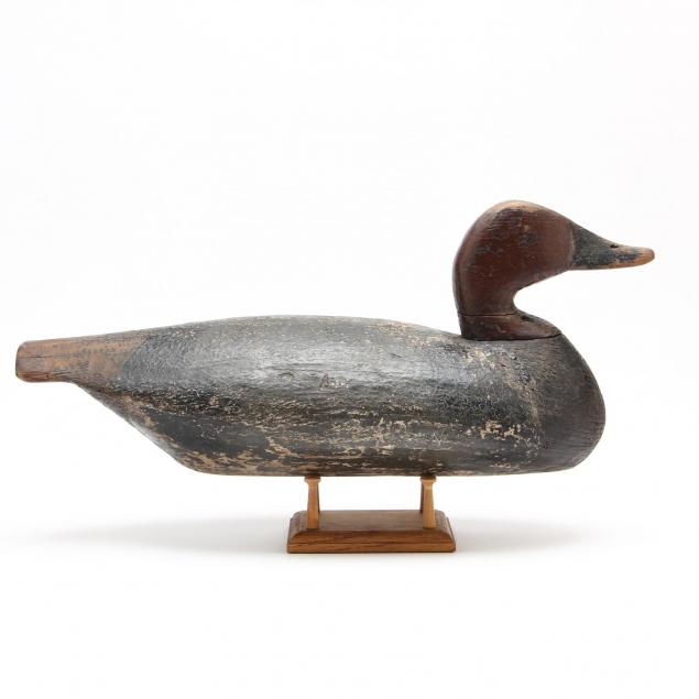 canvasback-drake