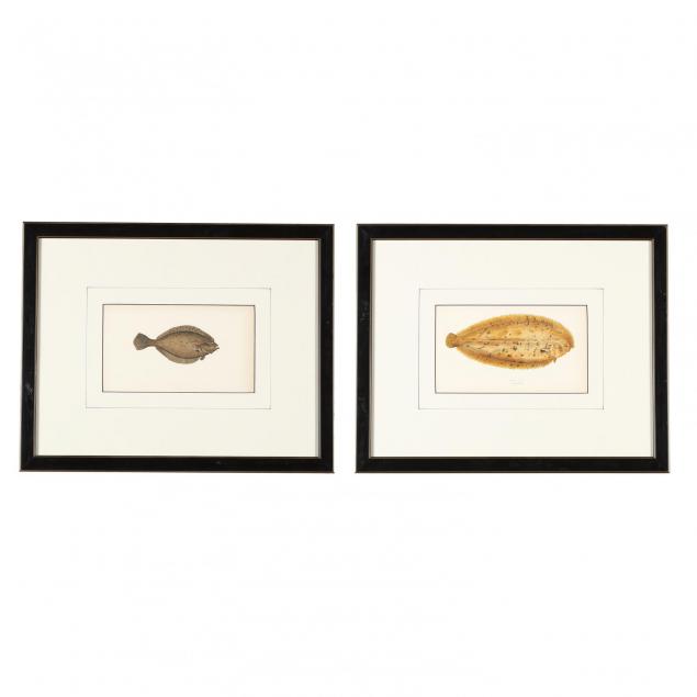 jonathan-couch-br-1789-1870-pair-of-prints-from-i-a-history-of-the-fishes-of-the-british-isles-i