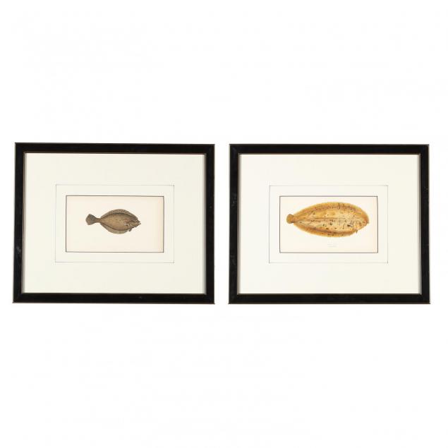 jonathan-couch-br-1789-1870-pair-of-prints-from-i-a-history-of-the-fishes-of-the-british-isles-i