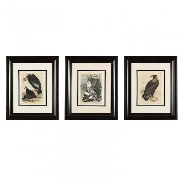 three-prints-from-i-studer-s-popular-ornithology-birds-of-america-i