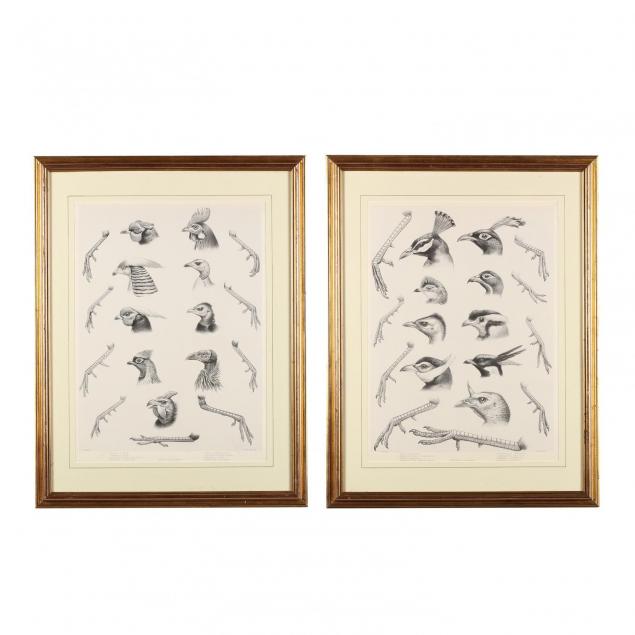 pair-of-anatomical-bird-studies-from-daniel-giraud-elliot-s-i-monograph-of-the-phasianidae-or-family-of-the-pheasants-i