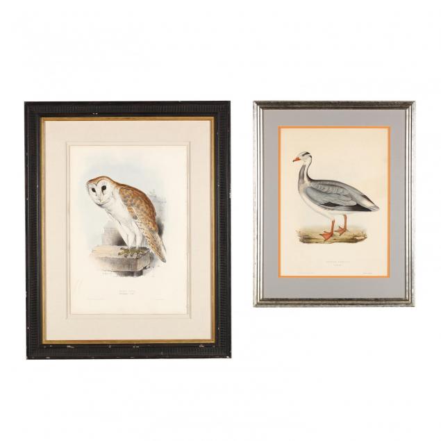 two-framed-prints-from-gould-s-bird-monographs