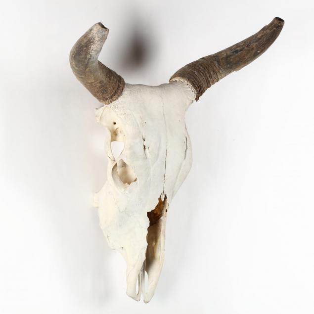 short-horn-cow-skull